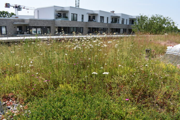 Grün hilft dabei, dass Regenwasser versickern kann. Foto: VZ NRW, Michael Richter, HCU Hamburg