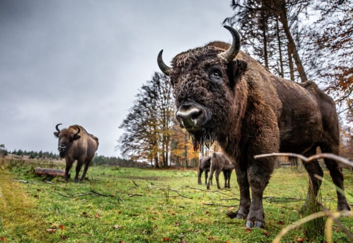 Seit knapp einem Jahr lebt die einst ausgewilderte Wisent-Herde wieder im Gatter: Naturschützer klagten auf Freilassung, doch Richter sehen kein Artenschutz-Problem. (Archivbild)