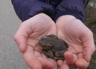 So nah wie bei der Krötenwanderung kommt man den Amphibien selten. Foto: privat