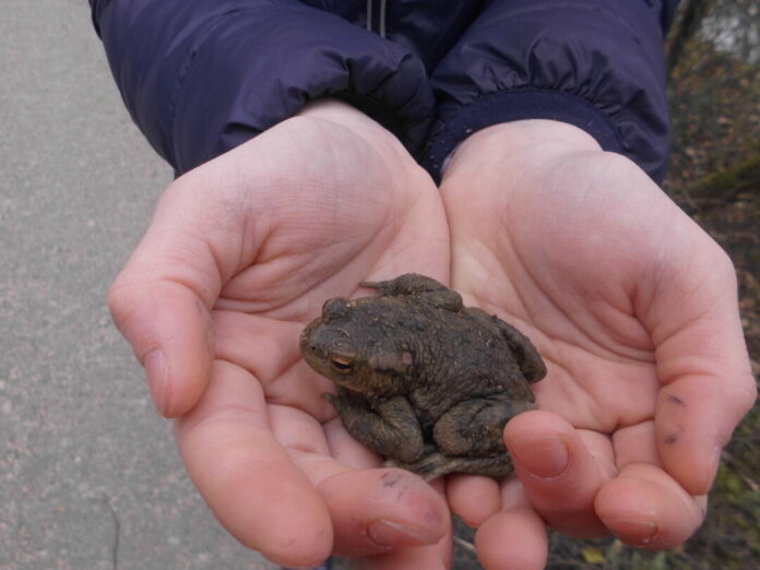 So nah wie bei der Krötenwanderung kommt man den Amphibien selten. Foto: privat