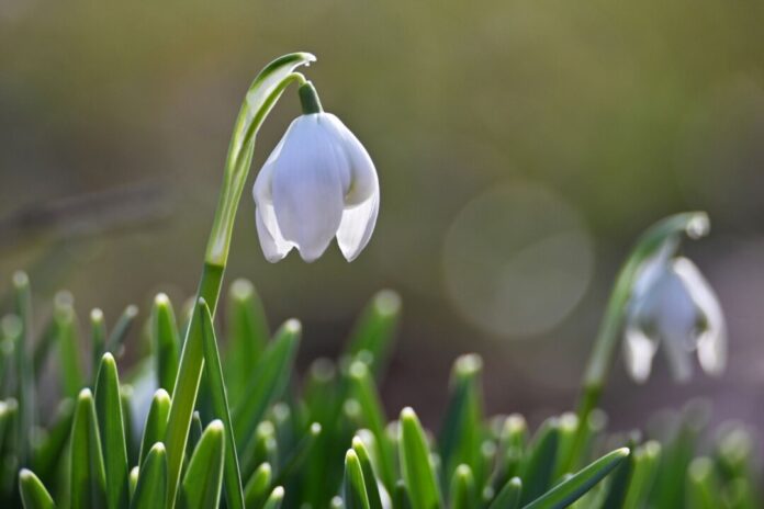 Milde Luft, Sonne und frisches Grün - am Samstag genossen die Menschen in NRW Frühlingsvorboten. 