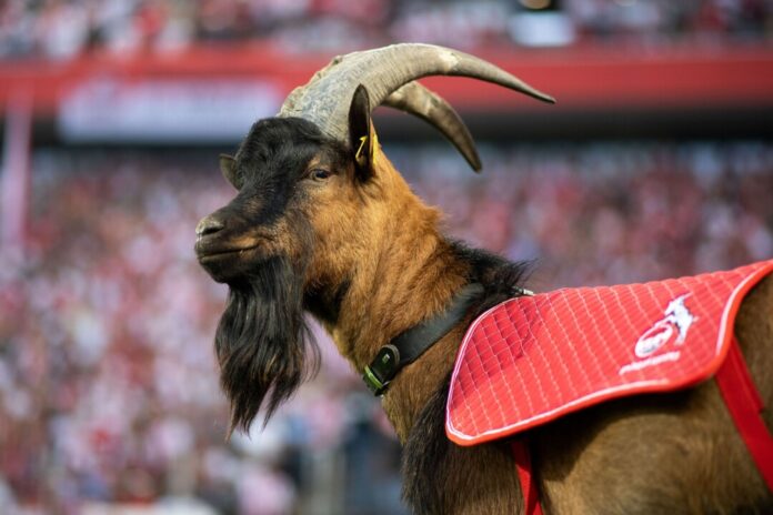 Geißbock Hennes IX. ist bereits in neunter Generation beim FC Köln. 