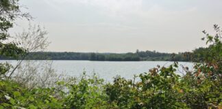 Am Silbersee gibt es einiges an Vogelarten zu entdecken. Foto: Stadt Ratinge