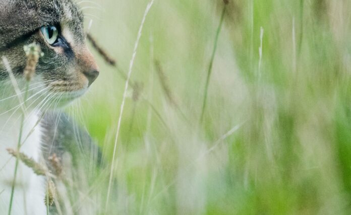 Ein vermisster Kater ist nach intensiver Suche zurück bei seinem Besitzer in Köln (Symbolbild) 