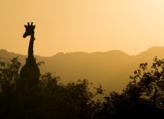 Um Südafrika geht es bei einem Vortrag des Bürgerverein. Foto: pixabay