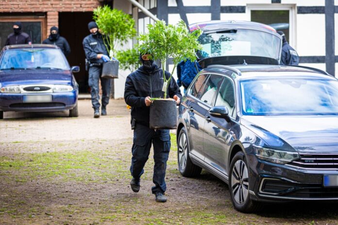 Die Polizei beschlagnahmt Hanfpflanzen bei einer Razzia in NRW (Archivfoto)