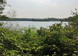 Am Silbersee gibt es viele Vogelarten zu entdecken. Foto: Stadt Ratingen