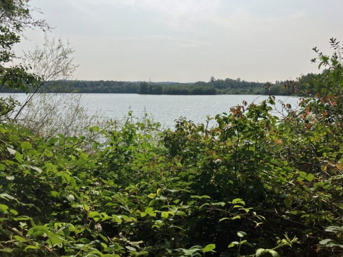 Am Silbersee gibt es viele Vogelarten zu entdecken. Foto: Stadt Ratingen