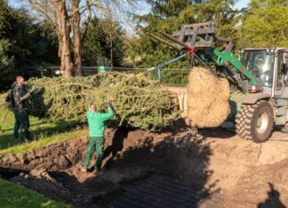 Neue Zeder vor dem Einpflanzen, Bild: Stadt Ratingen