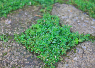 Grün wächst zwischen Steinen. Foto: VZ NRW/Adpic