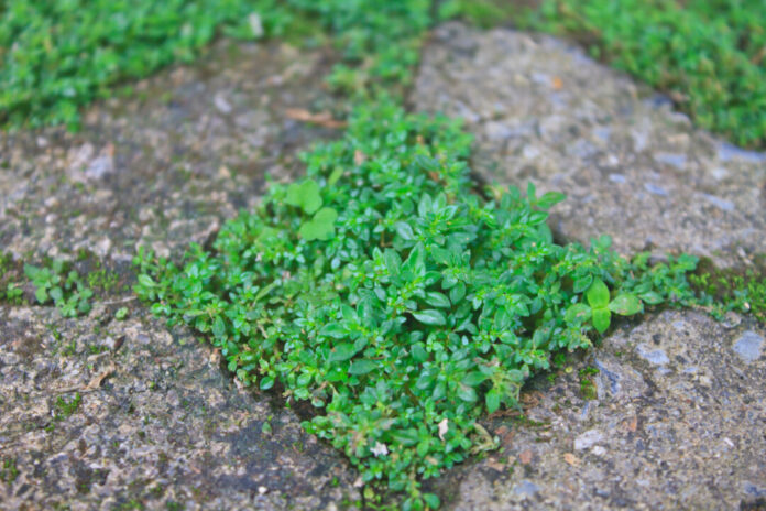 Grün wächst zwischen Steinen. Foto: VZ NRW/Adpic