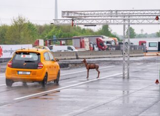 Plötzlich taucht das Reh vor einem Auto auf. Es kommt bei diesem Crashtest mit Tempo 80 zum Zusammenstoß und der Fahrer weicht nach links aus. 