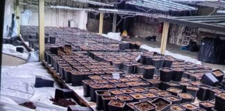 Vernichtete Ernte eines Cannabisclubs: Als die Polizei die professionelle Plantage sah, machte sie kurzen Prozess. 