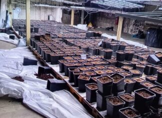 Vernichtete Ernte eines Cannabisclubs: Als die Polizei die professionelle Plantage sah, machte sie kurzen Prozess. 