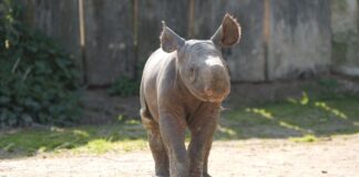 Zarte 34 Kilo wog das Nashornmädchen bei der Geburt - nun entdeckt es die Außenwelt.  