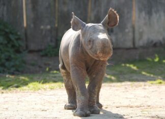 Zarte 34 Kilo wog das Nashornmädchen bei der Geburt - nun entdeckt es die Außenwelt.  