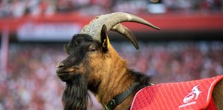 Kölns Maskottchen Hennes IX ist erneut Vater geworden. 