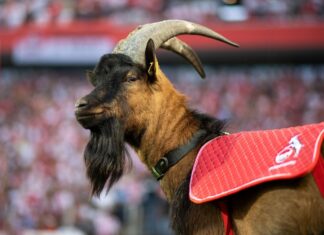 Kölns Maskottchen Hennes IX ist erneut Vater geworden. 