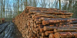 Trockenheit und Borkenkäfer setzen den Wäldern zu.