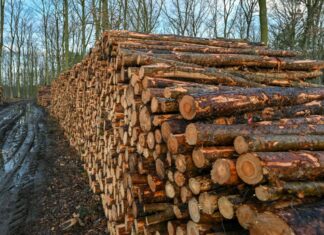 Trockenheit und Borkenkäfer setzen den Wäldern zu.