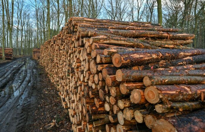Trockenheit und Borkenkäfer setzen den Wäldern zu.