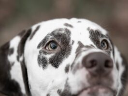 Ein Hund ist auf einem Foto zu sehen. Foto: pixabay
