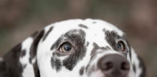 Ein Hund ist auf einem Foto zu sehen. Foto: pixabay
