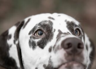Ein Hund ist auf einem Foto zu sehen. Foto: pixabay