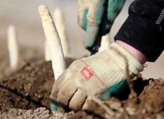 NRW steht kurz vor dem Beginn der offiziellen Spargel-Saison. Im vergangenen Jahr ist die Ernte aber eher schlecht ausgefallen. (Archivbild)