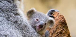 Der Duisburger Zoo ist bekannt für seine Koala-Haltung.