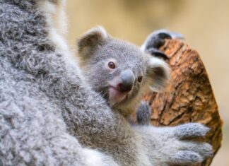 Der Duisburger Zoo ist bekannt für seine Koala-Haltung.