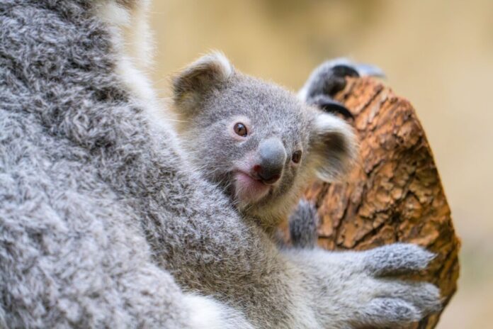 Der Duisburger Zoo ist bekannt für seine Koala-Haltung.