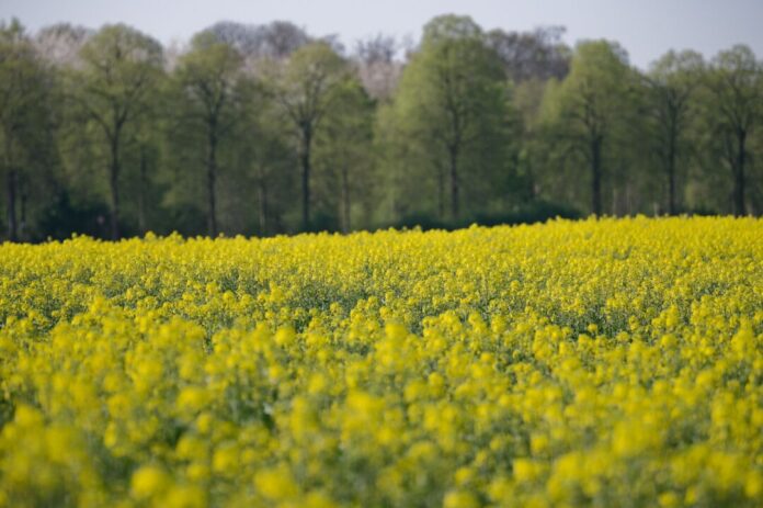 Frühling in sattem Gelb: Rapsfelder blühen Raps sieht nicht nur schön aus, sondern liefert auch Öl für Mensch und Maschine.
