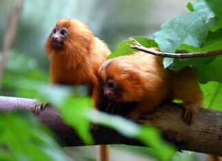  Am 28. Februar sind die Löwenäffchen im Zoo zur Welt gekommen.