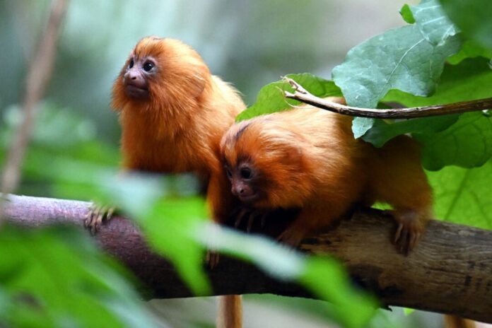  Am 28. Februar sind die Löwenäffchen im Zoo zur Welt gekommen.