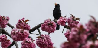 Ostern und danach: Das Wetter ist typisches Aprilwetter. (Archivbild)