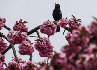 Ostern und danach: Das Wetter ist typisches Aprilwetter. (Archivbild)