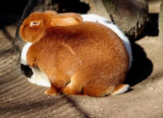 Zwei Kaninchen sind zu sehen. Foto: pixabay/Symbolbild