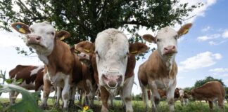 Tiervermarkter soll in größerem Stil betrogen haben. (Foto Illustration)