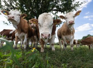 Tiervermarkter soll in größerem Stil betrogen haben. (Foto Illustration)