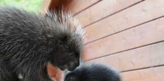 Süß, aber stachlig: Baumstachelschwein-Mama Birgit herzt ihren Nachwuchs.