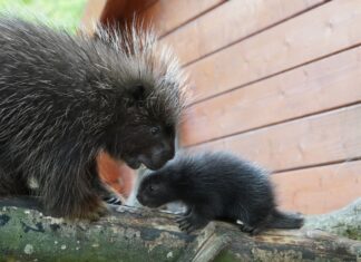 Süß, aber stachlig: Baumstachelschwein-Mama Birgit herzt ihren Nachwuchs.