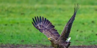 In Duisburg hat ein Seeadler-Paar Nachwuchs bekommen. (Archivbild) 