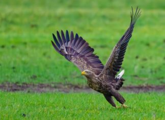 In Duisburg hat ein Seeadler-Paar Nachwuchs bekommen. (Archivbild) 