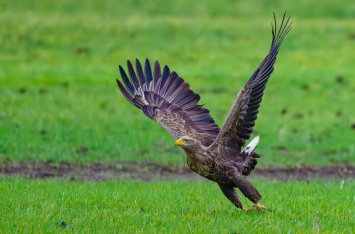 In Duisburg hat ein Seeadler-Paar Nachwuchs bekommen. (Archivbild) 