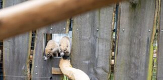 Zwei Weißrüsselnasenbären erkunden sehr zögerlich ihr neues Gehege.