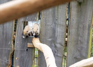 Zwei Weißrüsselnasenbären erkunden sehr zögerlich ihr neues Gehege.