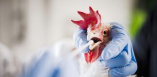 Im Märkischen Kreis sind mehrere Tiere an Vogelgrippe verendet.
