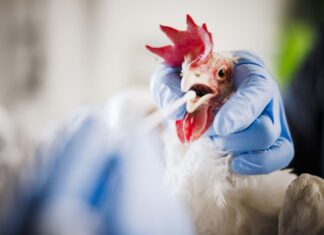 Im Märkischen Kreis sind mehrere Tiere an Vogelgrippe verendet.