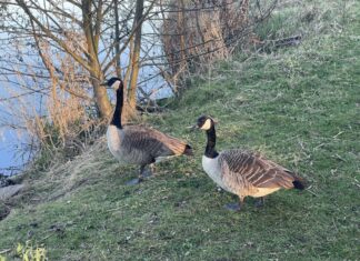 Zwei Kanadagänse in ihrem bevorzugten Lebensraum: einer Wiese am Wasser. Foto: Stadt Ratingen